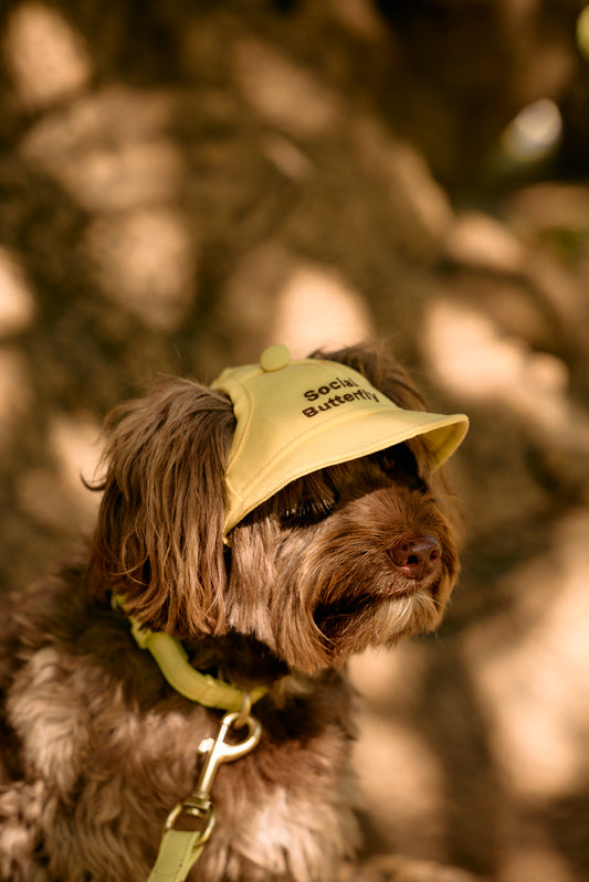 Social Butterfly Dog Hat