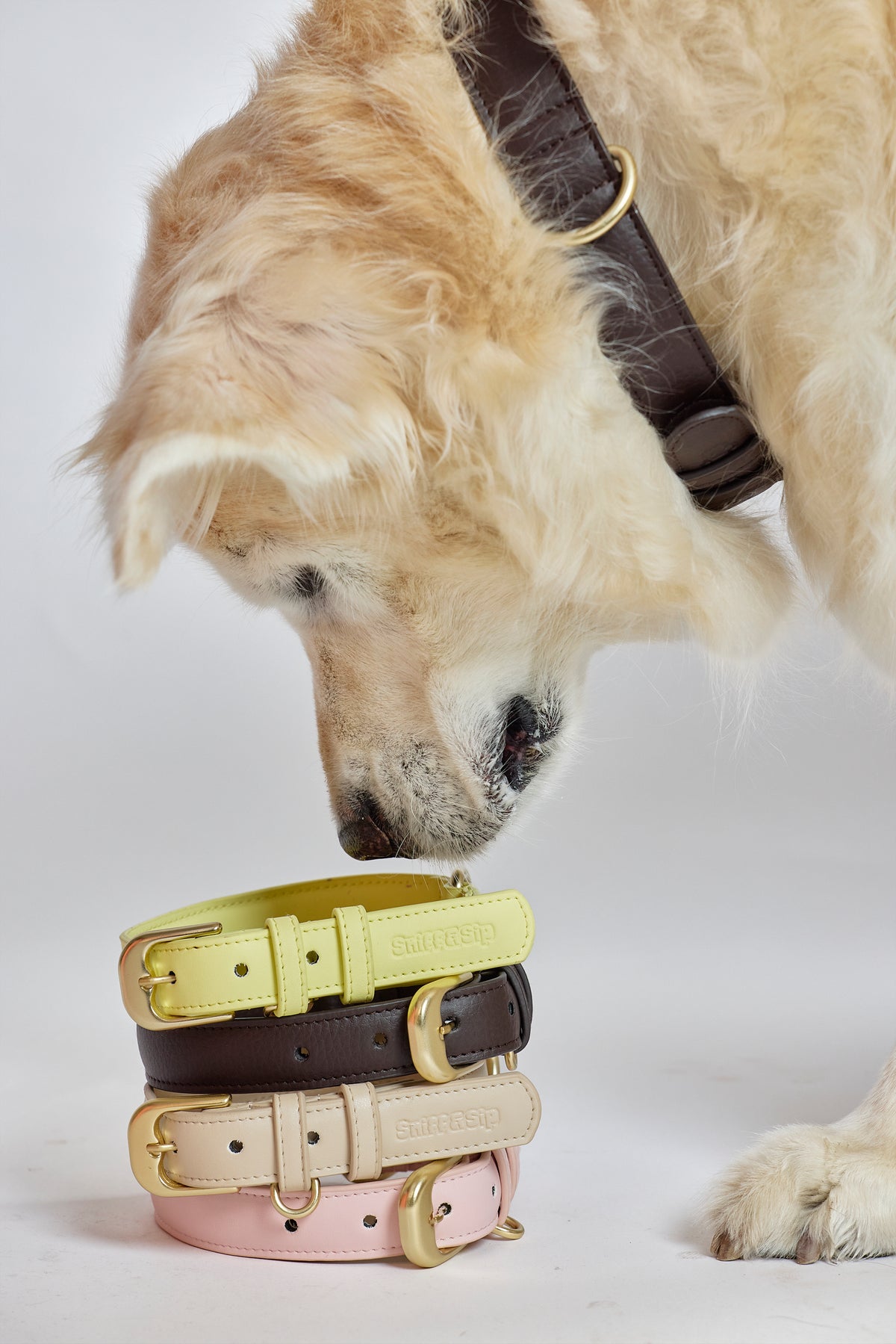 Üst üste dizilmiş renkli köpek tasmalarını koklayan golden retriever