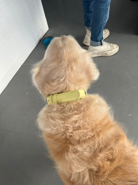 Limoncello Tasma