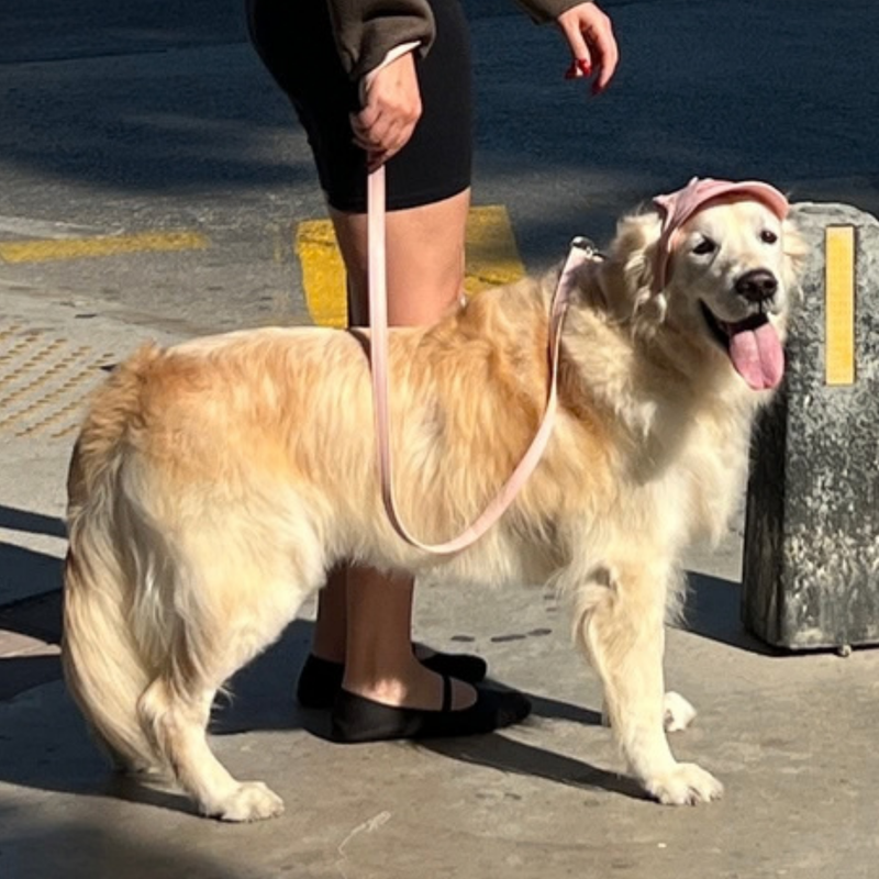 Kuyruk Sallama Oranı