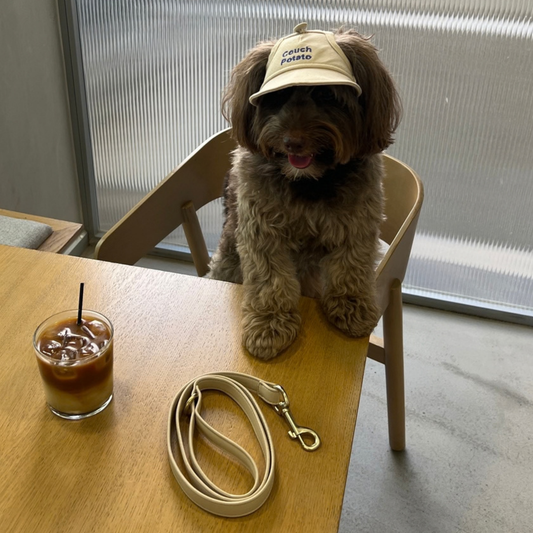Coach Potato Dog Hat