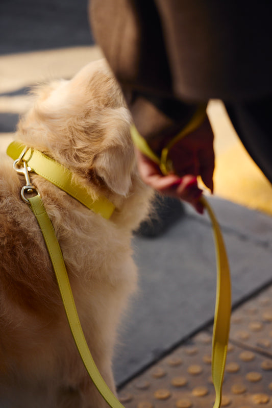 Limoncello Collar