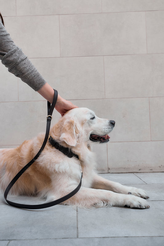 Espresso Leash