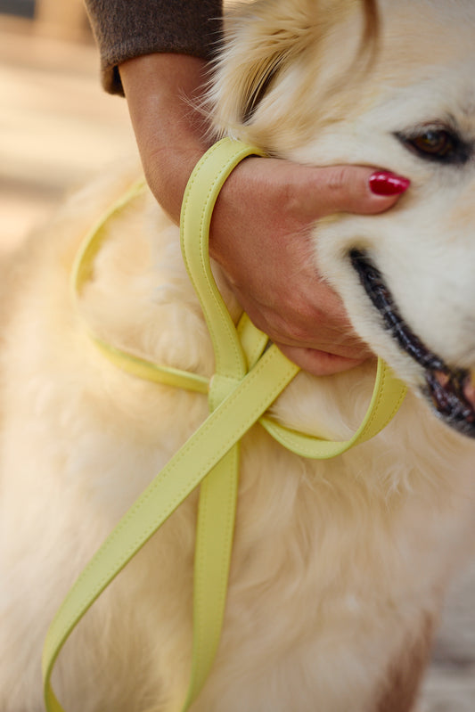 Limoncello Leash